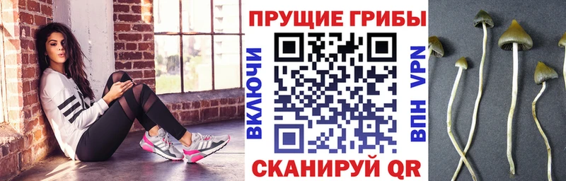Галлюциногенные грибы Psilocybine cubensis  Ессентукская 